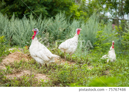 Turkeys, chickens, ducks at the farmyard. Adult individuals and small. 75767486