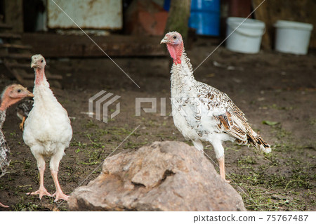 Turkeys, chickens, ducks at the farmyard. Adult individuals and small. Turkeys, chickens, ducks at the farmyard. Adult individuals and small. 75767487