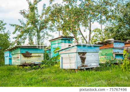 Hives in an apiary with bees flying to the landing boards in a green garden. 75767496