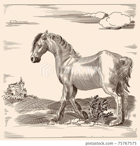 Horse without a saddle. Horse without a saddle. 75767575