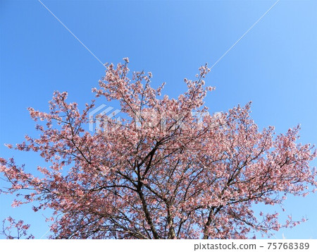 Cherry tree 1 75768389