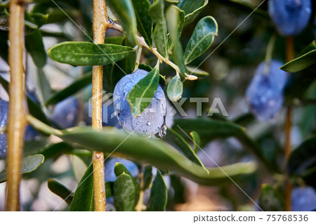 Olive branch with olives 75768536