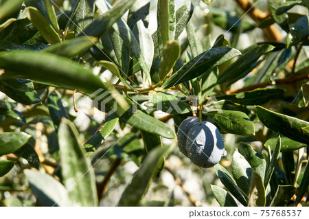 Olive branch with olives 75768537