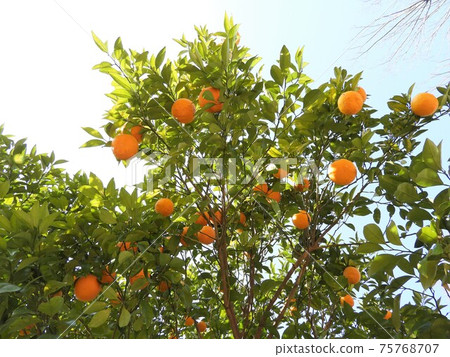 Orange tree 75768707