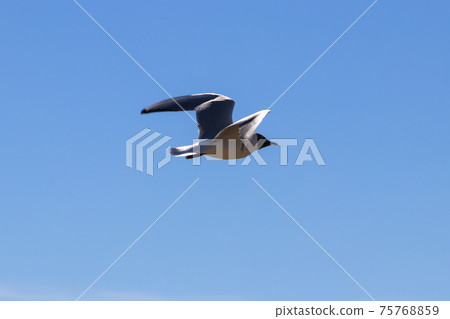 Brown-hooded gull in flight Kadettangen Norway Brown-hooded gull in flight Kadettangen Norway 75768859