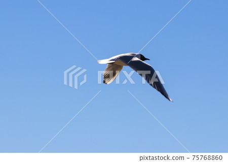 Brown-hooded gull in flight Kadettangen Norway Brown-hooded gull in flight Kadettangen Norway 75768860