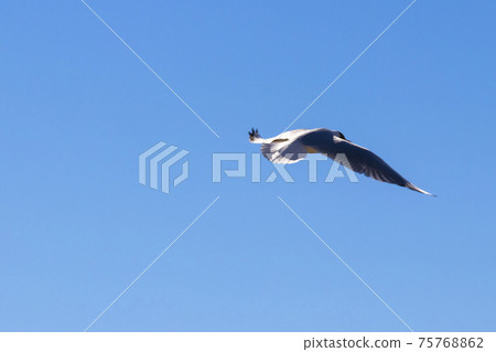 Brown-hooded gull in flight Kadettangen Norway Brown-hooded gull in flight Kadettangen Norway 75768862