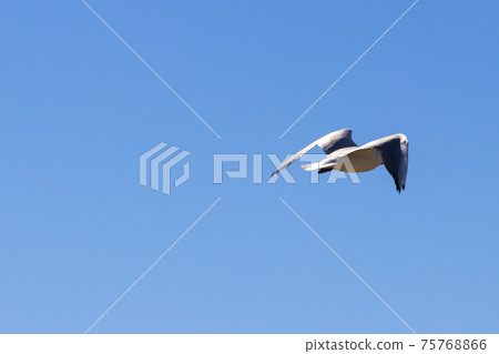 Brown-hooded gull in flight Kadettangen Norway Brown-hooded gull in flight Kadettangen Norway 75768866