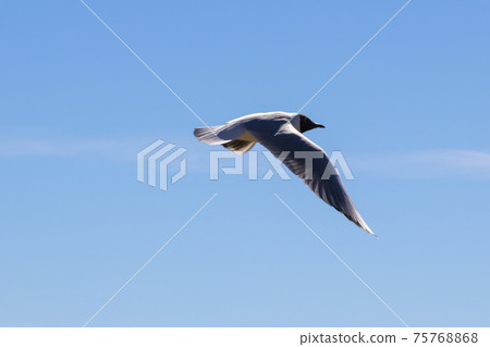 Brown-hooded gull in flight Kadettangen Norway Brown-hooded gull in flight Kadettangen Norway 75768868