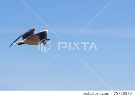 Brown-hooded gull in flight Kadettangen Norway 75768870