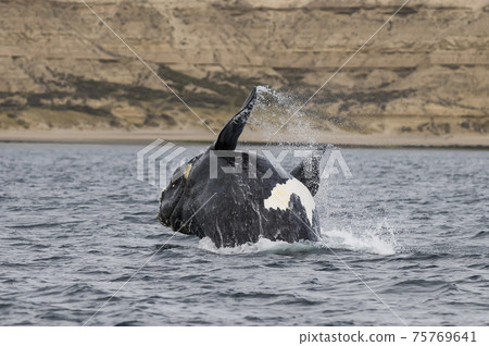 Whale Patagonia Argentina 75769641