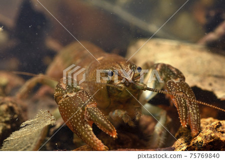 日本小龍蝦 75769840