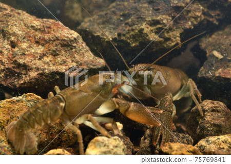 日本小龍蝦爭吵 75769841