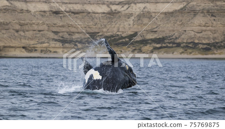 Whale Patagonia Argentina 75769875