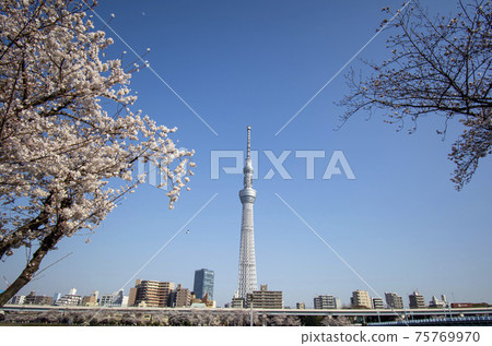 Sakura and Sky Tree 75769970