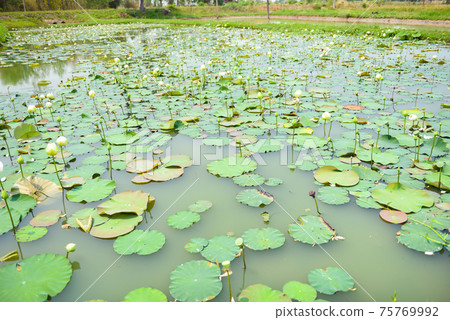 landscape of lotus pond, water lily field growing on nature leaf lotus 75769992
