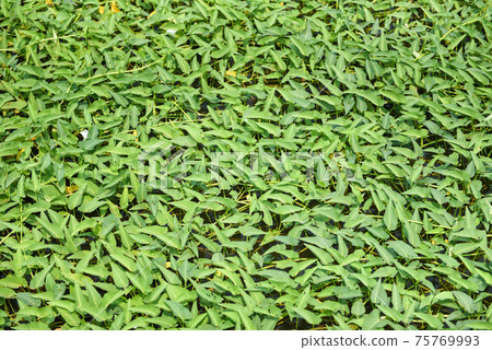 Morning glory plant growth on pond, morning glory vegetable water weed Morning glory plant growth on pond, morning glory vegetable water weed 75769993