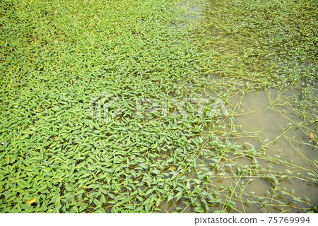 Morning glory plant growth on pond, morning glory vegetable water weed Morning glory plant growth on pond, morning glory vegetable water weed 75769994