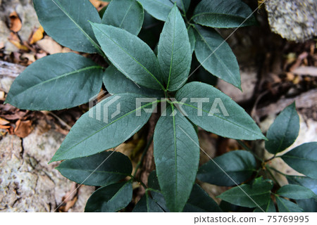 Leaf beautiful in the tropical forest plant jungle, Natural green leaves pattern dark background 75769995