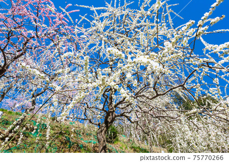 大aga神社，盛開的垂枝梅<愛知縣犬山市> 75770266