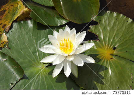 Water lily Water lily 75770311
