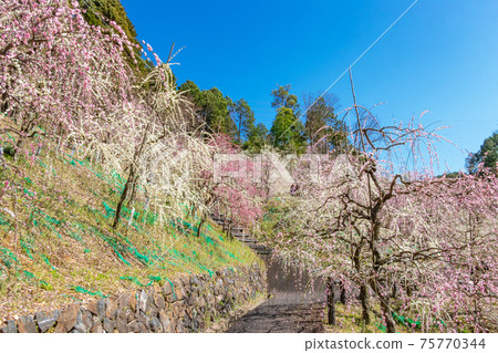 Oagata Shrine, Weeping Plum in Full Bloom <Inuyama City, Aichi Prefecture> 75770344