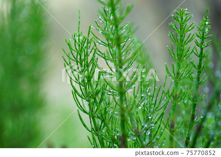 馬尾水滴8 馬尾水滴8 75770852