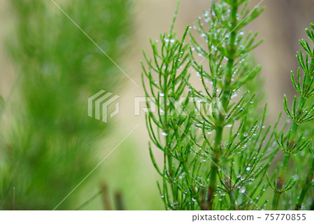 Horsetail water drops 5 75770855