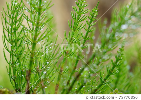 馬尾水滴4 馬尾水滴4 75770856