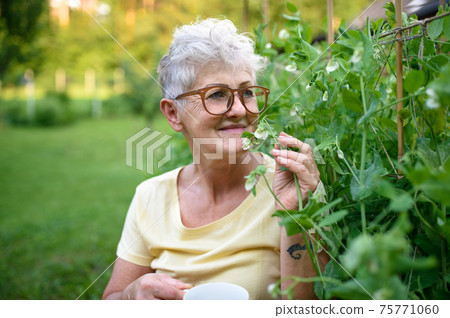 Portrait of senior woman sitting outdoors by vegetable garden, smelling pea plant. 75771060