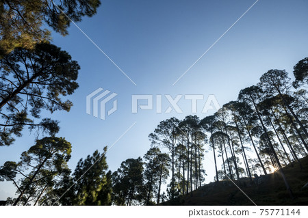 natural pine trees scenic forest landscape in foothills of himalaya uttarakhand india 75771144