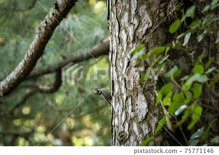 Brown-fronted or brown fronted woodpecker or Leiopicus auriceps bird on pine tree trunk during winter migration season at foothills of himalaya uttarakhand india Brown-fronted or brown fronted woodpecker or Leiopicus auriceps bird on pine tree trunk during winter migration season at foothills of himalaya uttarakhand india 75771146