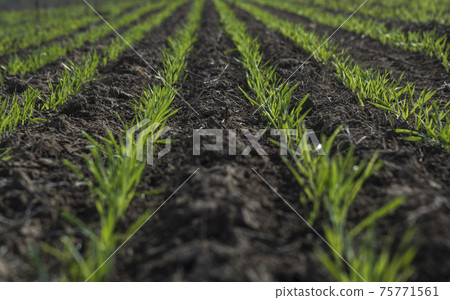 Cereal sowing in the pampas, Argentina 75771561