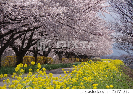 Sakura and rape on the Kaji River in Shibata City 75771832