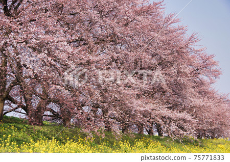Sakura and rape on the Kaji River in Shibata City Sakura and rape on the Kaji River in Shibata City 75771833