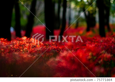 Kinchakuda cluster amaryllis Manju Saka festival horror flower Hidaka city Saitama date sightseeing trip one side full hell Kinchakuda cluster amaryllis Manju Saka festival horror flower Hidaka city Saitama date sightseeing trip one side full hell 75771864