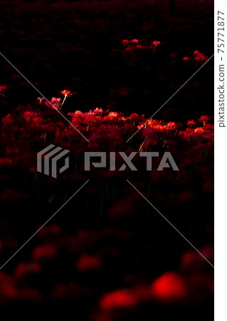 Kinchakuda cluster amaryllis Manju Saka festival horror flower Hidaka city Saitama date sightseeing trip one side full hell Kinchakuda cluster amaryllis Manju Saka festival horror flower Hidaka city Saitama date sightseeing trip one side full hell 75771877