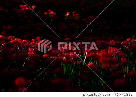 Kinchakuda群集孤挺花文殊坂祭節日恐怖花日高市Sa玉日期觀光旅行一側充分地獄 75771882