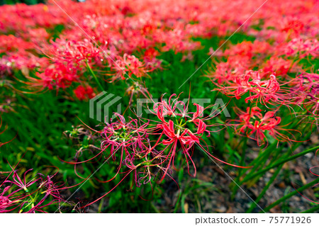 Kinchakuda群集孤挺花文殊坂祭節日恐怖花日高市sa玉日期觀光旅行一側充分地獄 照片素材 圖片 圖庫