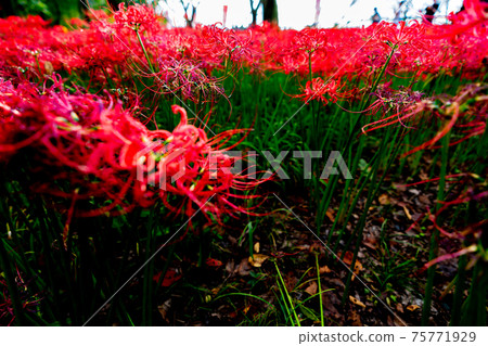 Kinchakuda群集孤挺花文殊坂祭節日恐怖花日高市Sa玉日期觀光旅行一側充分地獄 75771929
