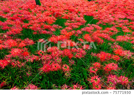 Kinchakuda群集孤挺花文殊坂祭節日恐怖花日高市Sa玉日期觀光旅行一側充分地獄 75771930