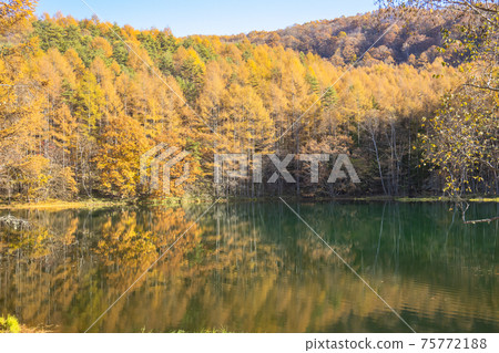 [Nagano Prefecture] Autumn leaves Mishakaike Pond 75772188