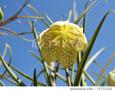 Bimo Lily Bimo Lily 75772202