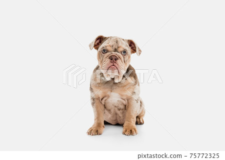 Merle French Bulldog playing on white studio background 75772325
