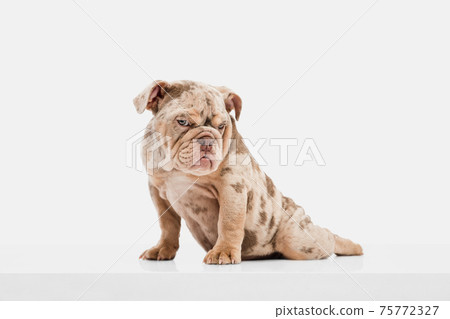 Merle French Bulldog playing on white studio background Merle French Bulldog playing on white studio background 75772327