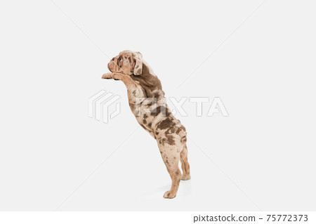 Merle French Bulldog playing on white studio background 75772373