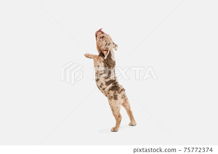 Merle French Bulldog playing on white studio background 75772374