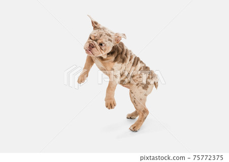 Merle French Bulldog playing on white studio background 75772375