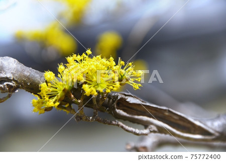 Yamashina no Hana Yamashina no Hana 75772400