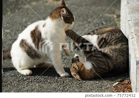While the grandpa cat with his tongue is watching over, the stray cat Kijitora White Son who seems to be punished to leave his parents loosely While the grandpa cat with his tongue is watching over, the stray cat Kijitora White Son who seems to be punished to leave his parents loosely 75772432